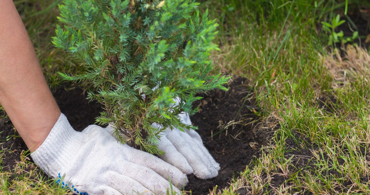 Pierwszego dnia wiosny warto posadzić drzewko. Według przesądów można sobie w ten sposób zapewnić szczęście i dostatek. /123RF/PICSEL