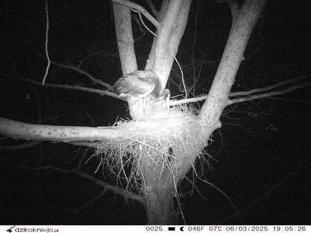 Pierwszy bocian czarny wylądował w gnieździe w czwartek o 18:02. /Nadleśnictwo Szczecinek /
