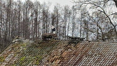Pierwszy bocian przyleciał do Żywkowa - bocianiej stolicy Polski