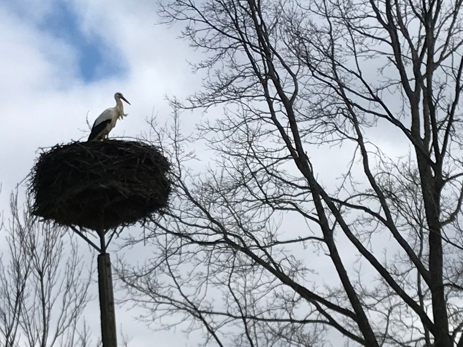 Pierwszy bocian przyleciał do Żywkowa! /Piotr Bułakowski /RMF FM