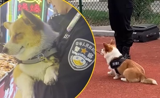 Pierwszy corgi w policji. Skradł kiełbaski i serca internautów