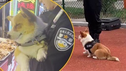 Pierwszy corgi w policji. Skradł kiełbaski i serca internautów