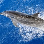 Pierwszy delfin zakażony ptasią grypą. Wirus może je zdziesiątkować