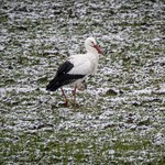 Pierwszy dzień meteorologicznej wiosny. Kiedy astronomiczna i kalendarzowa?