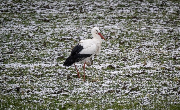 Pierwszy dzień meteorologicznej wiosny. Kiedy astronomiczna i kalendarzowa?