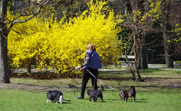 Pierwszy dzień wiosny meteorologicznej 2026 zaskoczy. 20 st. C na start, potem zimowy cios