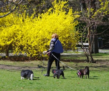 Pierwszy dzień wiosny meteorologicznej 2026 zaskoczy. 20 st. C na start, potem zimowy cios