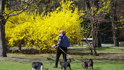 Pierwszy dzień wiosny meteorologicznej zaskoczy. 20 st. C na start, potem zimowy cios