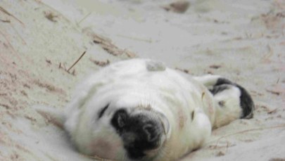 Pierwszy foczy maluch na polskim brzegu