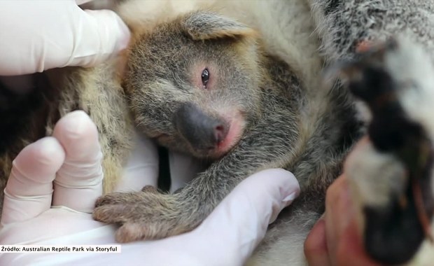 Pierwszy koala przyszedł na świat w Australian Reptile Park po dewastujących pożarach