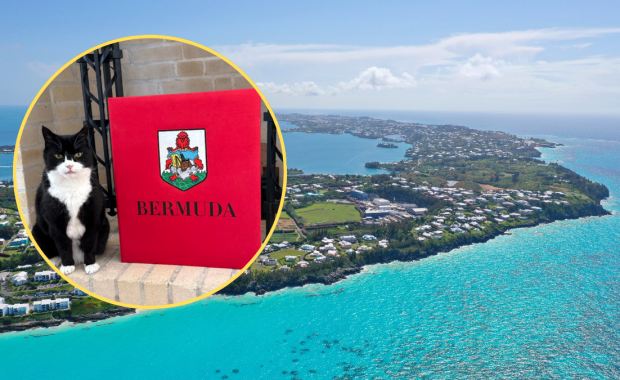 Pierwszy koci dyplomata na Bermudach. "Główny myszliwy" odwołany z emerytury