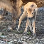 Pierwszy od sześciu tysięcy lat. Spektakularny sukces biologów