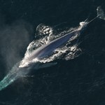 Pierwszy olbrzym na Ziemi. Morski kolos żył miliony lat przed wielorybami