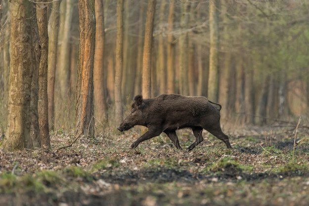 Pierwszy przypadek ASF u dzików /shutterstock /Shutterstock