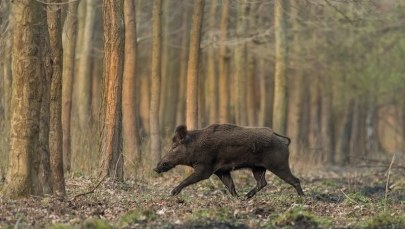 Pierwszy przypadek ASF w Gdańsku 