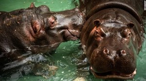 Pierwszy przypadek COVID-19 u hipopotamów
