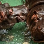 Pierwszy przypadek COVID-19 u hipopotamów