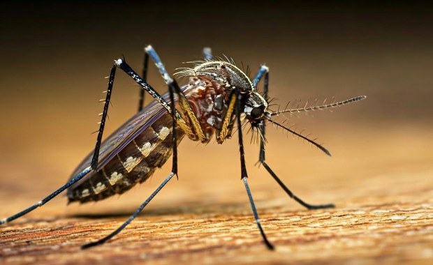 Pierwszy przypadek gorączki zachodniego Nilu w Polsce? "Nie ma powodów do obaw"