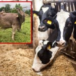 Pierwszy przypadek używania narzędzi przez krowę. Naukowcy łapią się za głowy