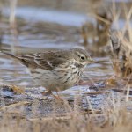 Pierwszy raz pojawił się w Polsce. Ptasia sensacja w Warszawie