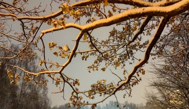 Pierwszy śnieg w 2025 już wkrótce? Sprawdzamy prognozy