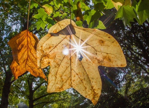 Pierwszy tydzień października będzie słoneczny! /FRANK RUMPENHORST /PAP/EPA