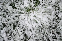 Pierwszy w listopadzie śnieg w Przemyślu 