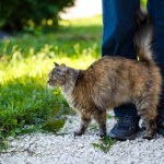 Pierwszy w tym roku przypadek wścieklizny na Lubelszczyźnie. Wykryto ją u kota