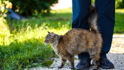 Pierwszy w tym roku przypadek wścieklizny na Lubelszczyźnie. Wykryto ją u kota