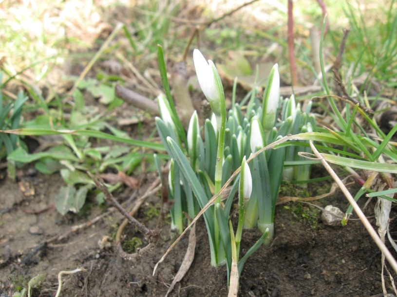 Pierwze oznaki wiosny w Przemyślu, zdjęcie nadesłane przez nazego użytkownika /Maciej Sarosiński /INTERIA.PL