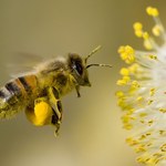Pierzga pszczela: Eliksir młodości i naturalny kosmetyk