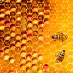 Pierzga pszczela: Jak ją stosować?
