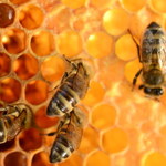 Pierzga pszczela: Sekret zdrowia i dobrego nastroju