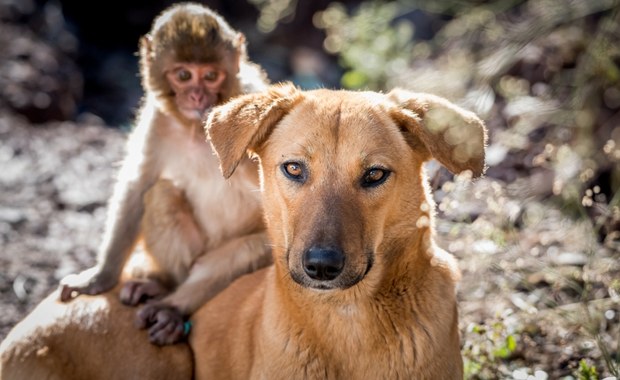 Pies adoptował małą małpę. Niezwykła więź między zwierzętami