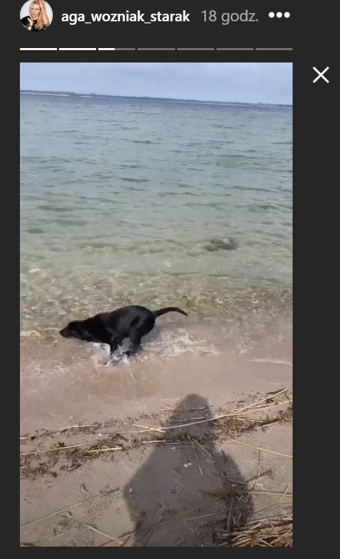 Pies Agnieszki Woźniak-Starak bawiący się nad jeziorem /Instagram/@aga_wozniak_starak /Instagram