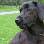 Pies - alpinista zgubił się w Tatrach. Błądził od tygodnia