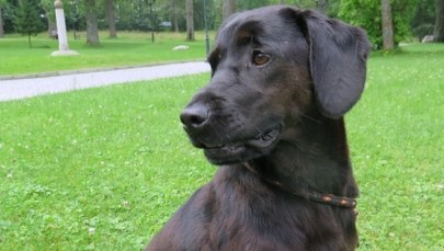 Pies - alpinista zgubił się w Tatrach. Błądził od tygodnia