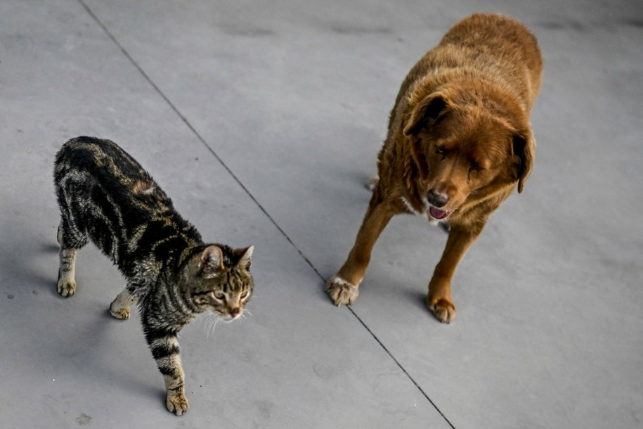 Pies Bobi /PATRICIA DE MELO MOREIRA / AFP /East News