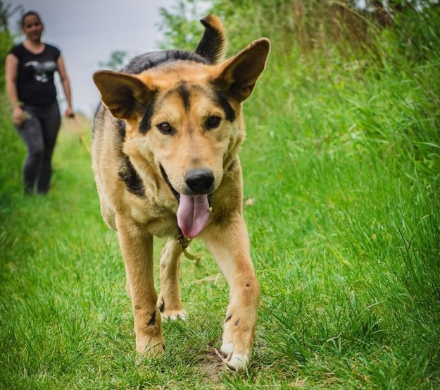 Pies Brego trafił do schroniska i czeka na adopcję /FMP Schronisko dla Bezdomnych Zwierząt w Świdnicy /