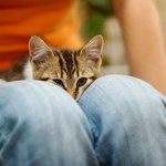 Pies buntownik, kot ryzykant. Zwierzęta naprawdę mają osobowość