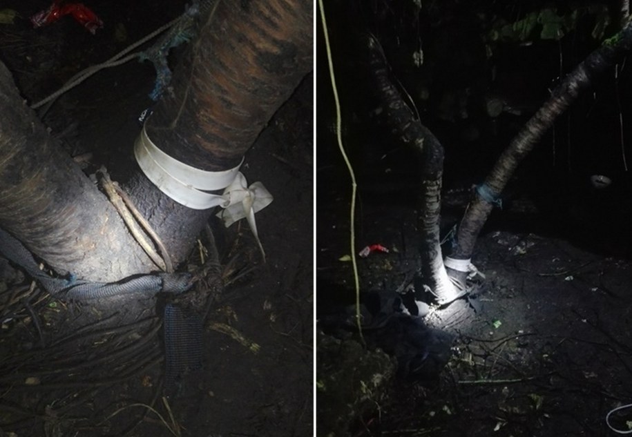 Pies był przywiązany do drzewa krótkim sznurem /Straż Miejska m. st. Warszawy /Straż Miejska