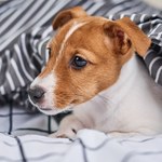 Pies chce spać z tobą w łóżku? Wcale nie chodzi mu o wygodę