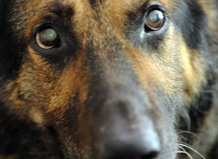 Pies, co tylko potwierdza ta historia, to najlepszy przyjaciel człowieka... /AFP