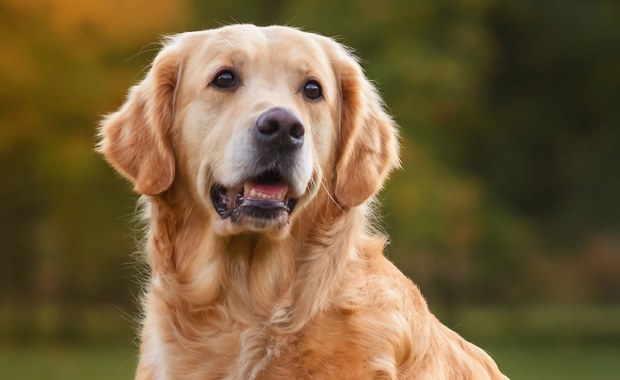 "Pies fortuny". Golden retriever ukradł zwycięski kupon loterii