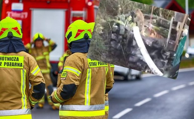 Pies i lis w pięciometrowej studni. "Przytulone, jakby się wspierały"