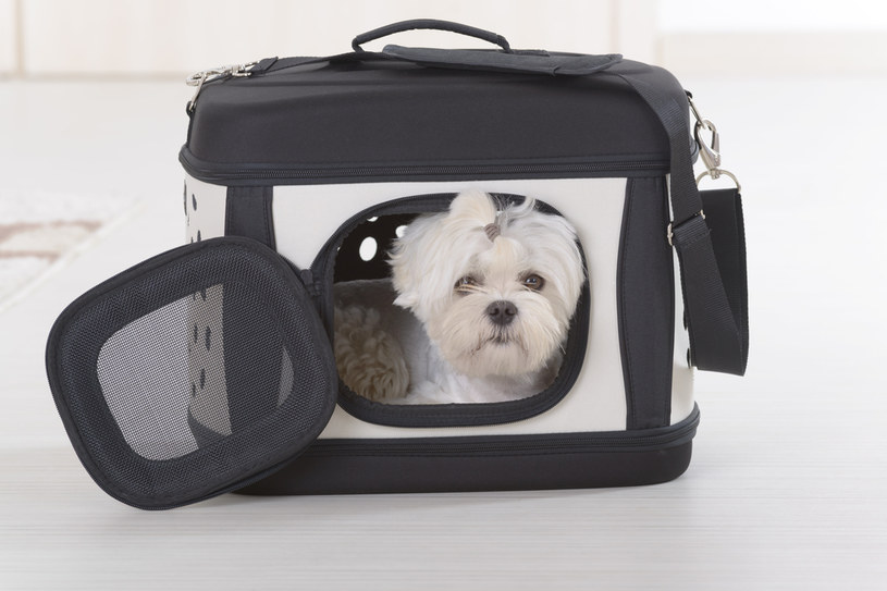 Pies, jeżeli mieści się do transportera, powinien być w nim przewożony /123RF/PICSEL