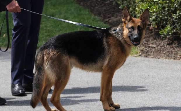 Pies Joe Bidena opuścił Biały Dom. Commander ugryzł 11 osób