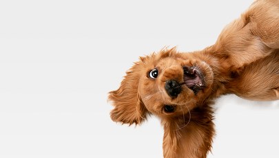 Pies, który jeździł taksówką