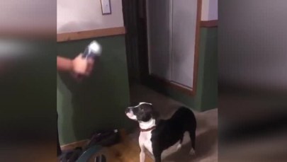 Pies, który nie cierpi zapachów. Zobacz, jak reaguje