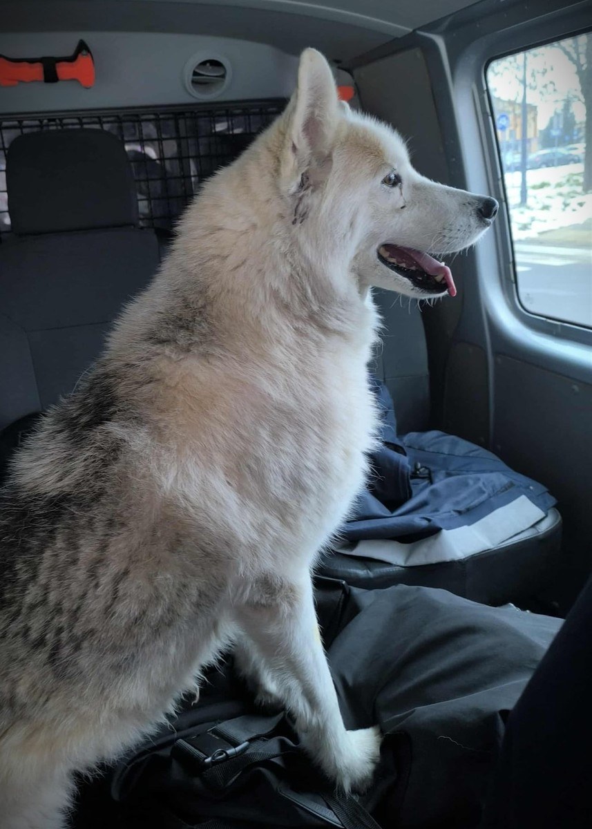 Pies, który podróżował pociągiem /KPP w Ciechanowie /